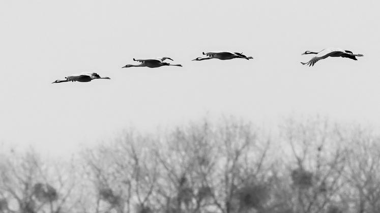 grippe aviaire migration canards sauvage influenza aviaire EFSA