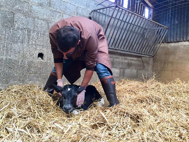 La vaccination est particulièrement pertinente pour la protection des jeunes bovins. 