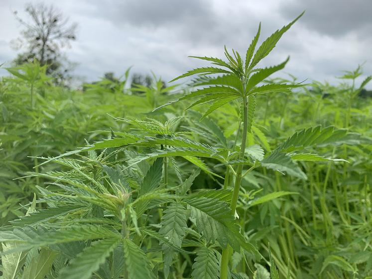 Pour la région Hauts-de-France, investir dans le développement de la bioéconomie, comme la filière chanvre, permet de se démarquer à l’échelle européenne. 