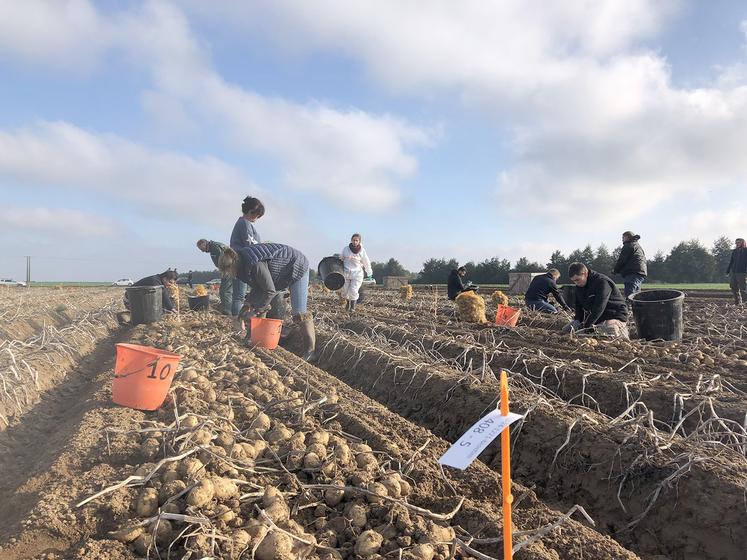 Les essais de nutrition et de biostimulants étaient récoltés fin septembre. 