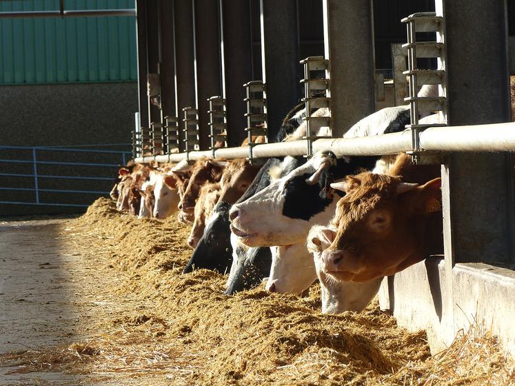 Parmi les hausses de prix figurent celle des gros bovins (+ 25,4 %).