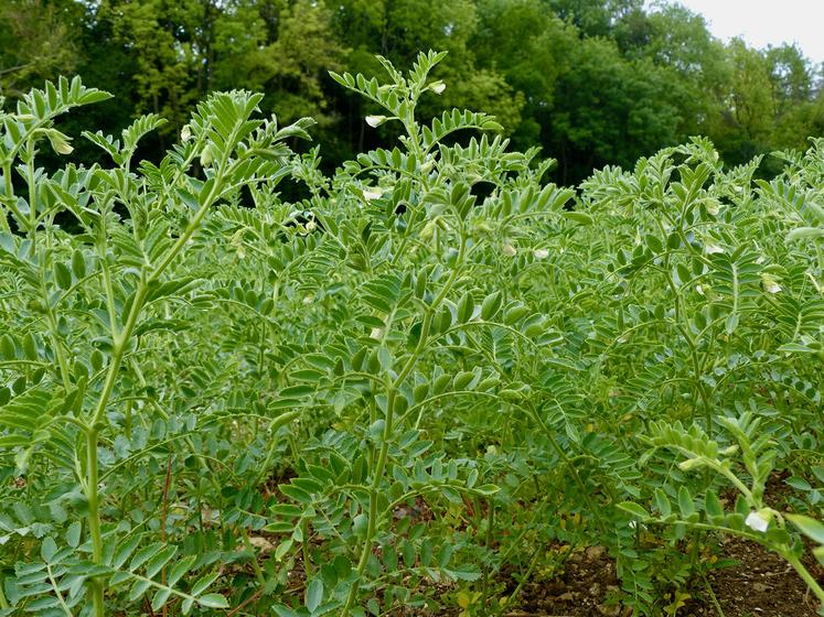 En raison du risque de récolte tardive à cause d’un automne humide, la culture du pois chiche est déconseillée en Hauts-de-France. 