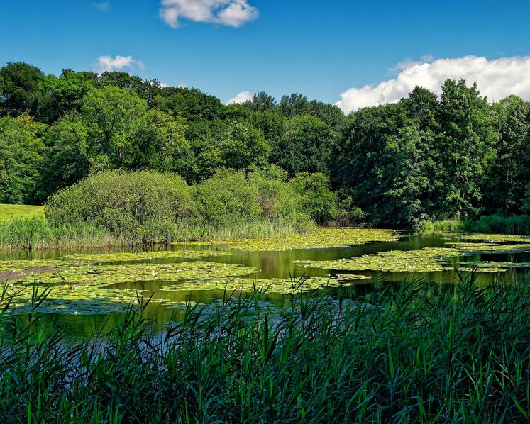 L’entretien d’une mare doit garantir sa fonctionnalité. 
