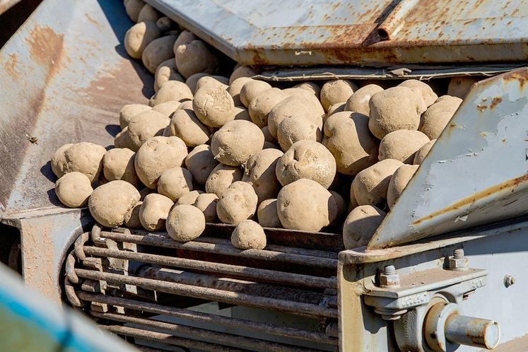 Aviko a annoncé une baisse des prix contractuels d’environ 20 %. 