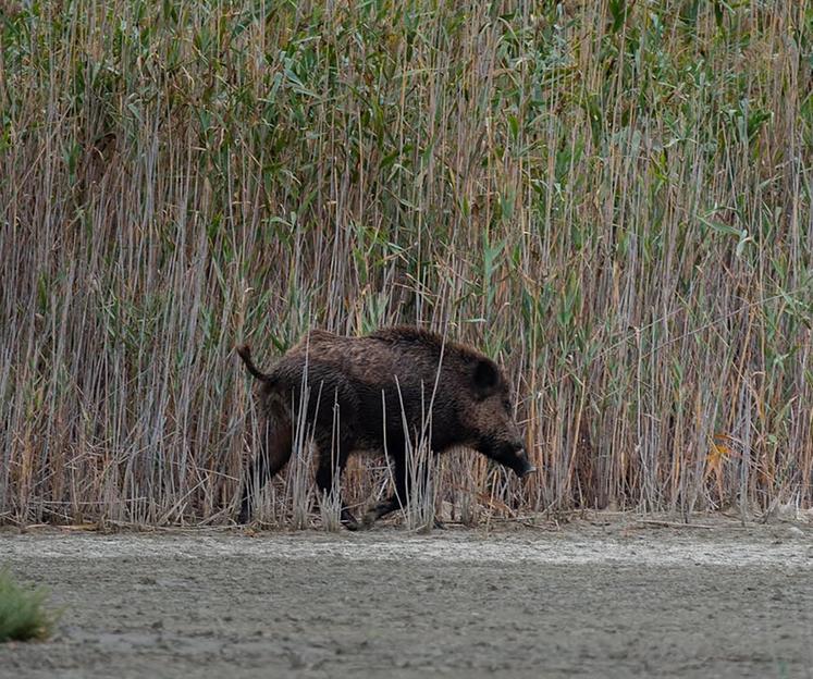 Pour le sanglier, les prélèvements sont pour la deuxième année consécutive  en hausse (+2,1 %).