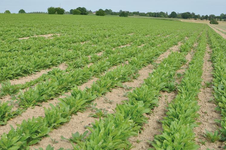 La cameline pourrait participer à la décarbonation des transports aériens. Reste à monter la filière et à convaincre des agriculteurs de se lancer dans la culture.