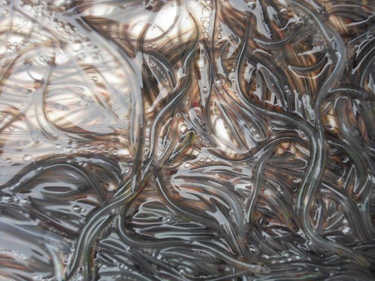 pêche illégale de civelles anguilles condamnation de pêcheurs