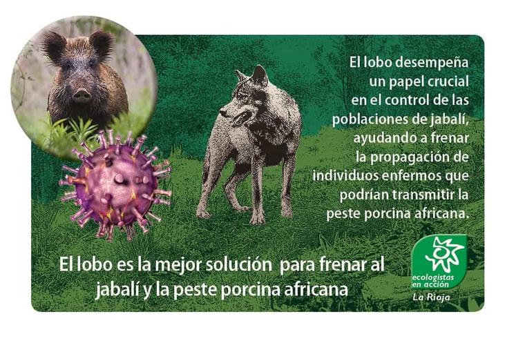 sanglier peste porcine africaine Espagne écologistes
