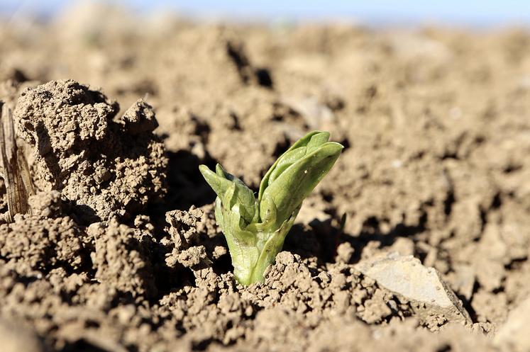 Les dates de semis des protéagineux de printemps sont à adapter à la zone  géographique.