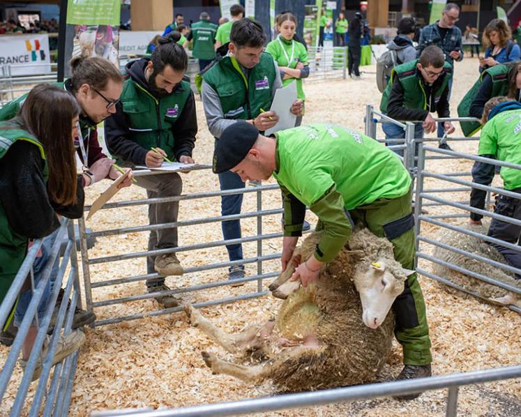 Les Ovinpiades s’articulent autour d’épreuves techniques centrées  sur les compétences clés d’un éleveur de brebis. 