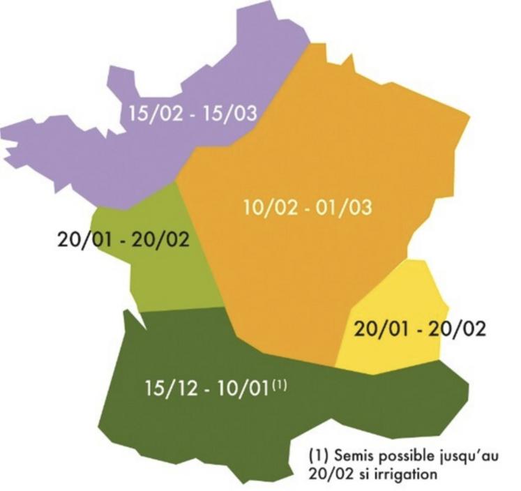 Périodes optimales de semis pour les pois de printemps. 