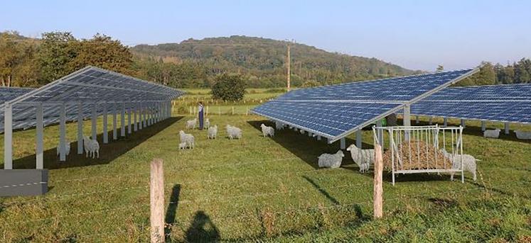 Le projet prévoit le doublement du cheptel ovin déjà présent, l'implantation de cultures maraîchères et la mise en place  d'un séchoir à fourrage cofinancé par TTR Energy. 