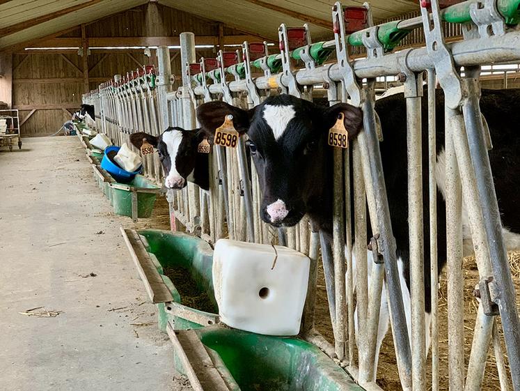 Bien élever ses veaux est chronophage, mais c’est un investissement rentable  à long terme. 