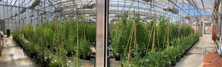 Multiplication accessions de la collection de diversité.