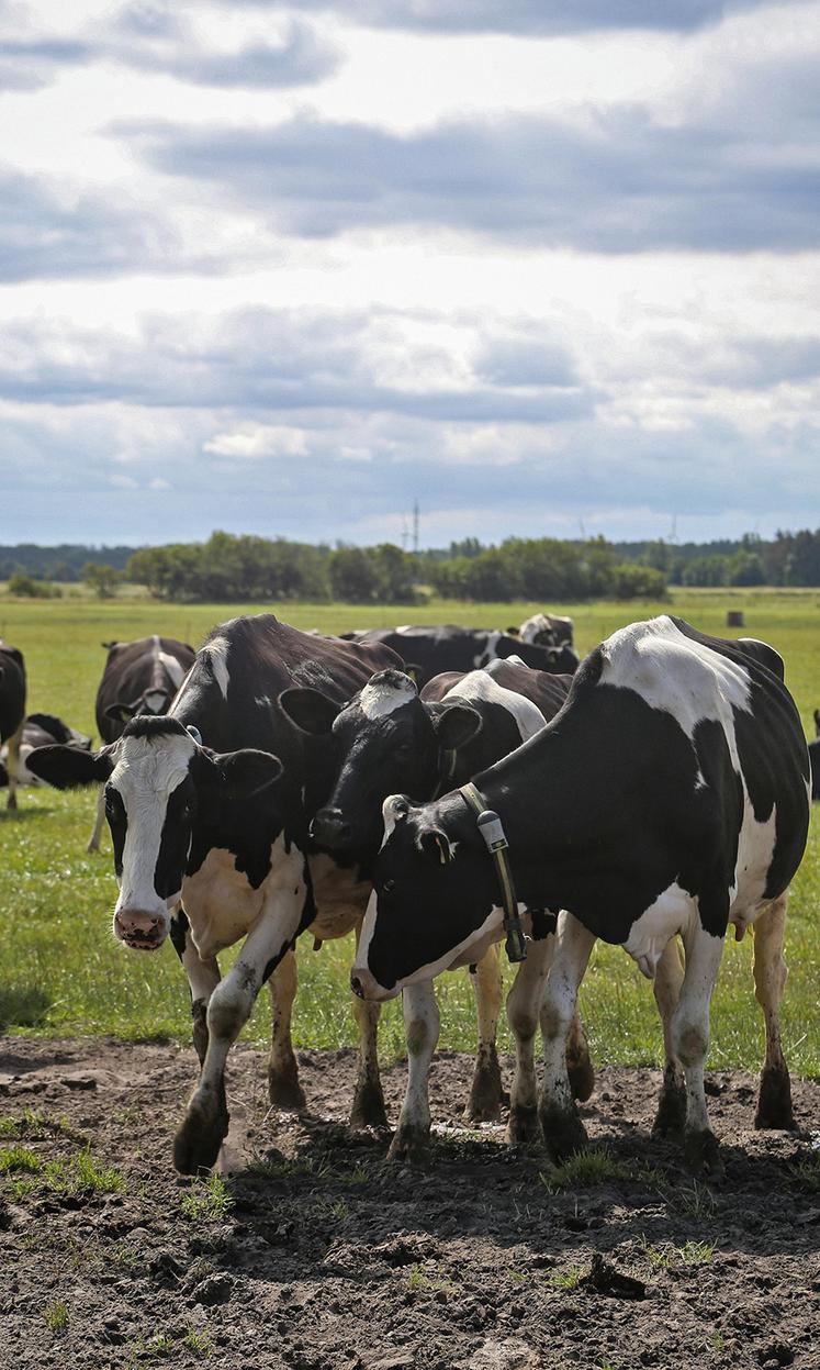 Les experts du Cerfrance recommandent de raisonner sur le coût de revient  d’une vache laitière. 