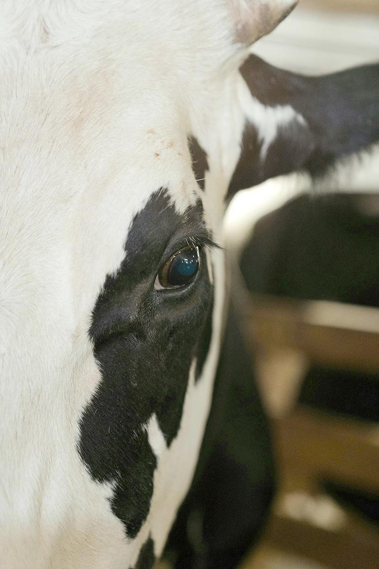 Les scientifiques considèrent que la stratégie de dépeuplement ne peut pour l’instant pas être revue. 