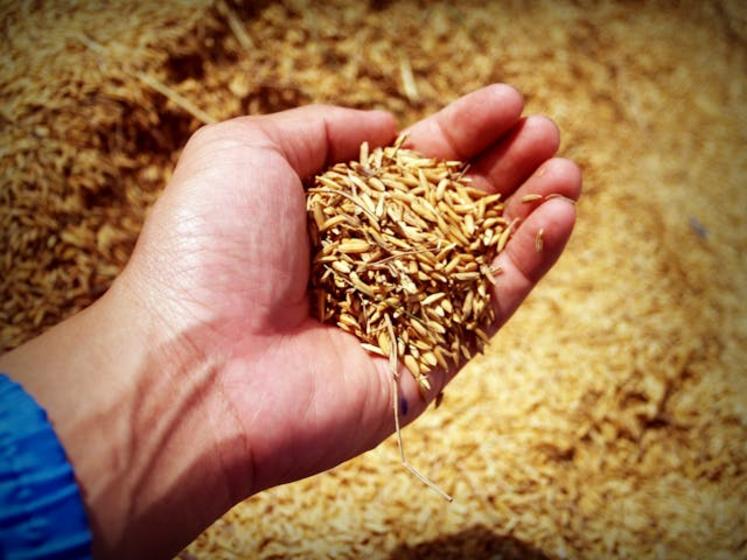 conjoncture économique difficile pour les céréaliers