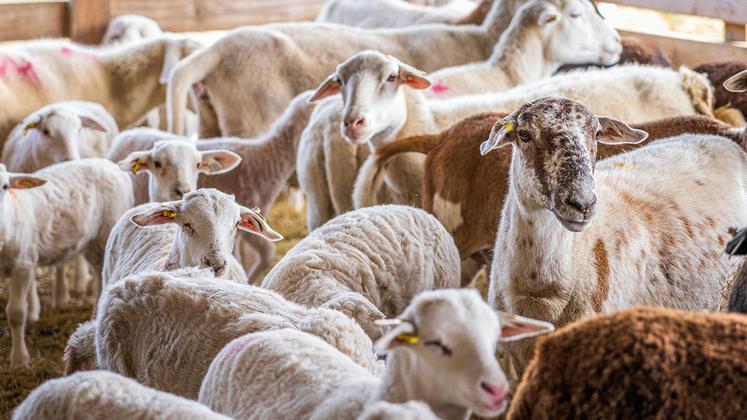 La télédéclaration concerne les aides ovines, caprines, bovins laitiers, bovins allaitants et veaux sous la mère. 