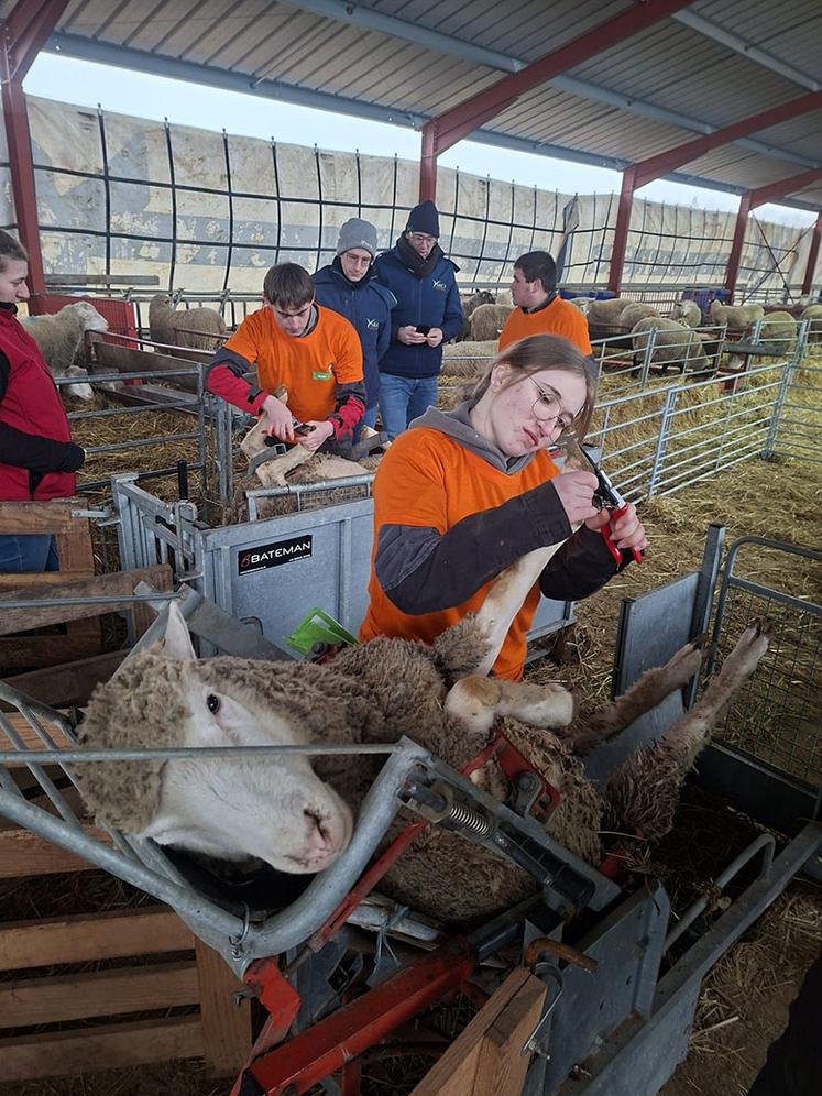 Les Ovinpiades offrent aux jeunes une immersion complète dans  le métier de berger et constituent une véritable vitrine pour l’avenir de la filière ovine.