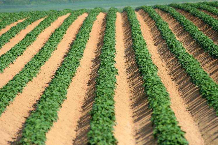 Le secteur de la transformation de la pomme de terre connaît un ralentissement, d’où des difficultés à valoriser tous les hectares de pommes de terre produits, qu’ils soient contractualisés ou non. 