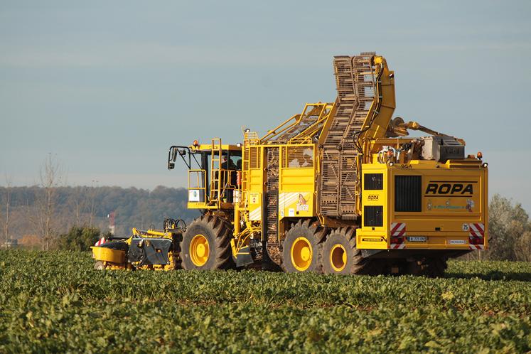 Dans la Somme, le rendement est de 96 t/ha à 16°, ce qui le situe au-dessus du rendement national (91 t/ha à 16°), derrière le rendement constaté en Seine-Maritime (103 t/ha à 16°) et dans le Nord-Pas-de-Calais (100 t/ha à 16°) et devant les autres départements producteurs. 