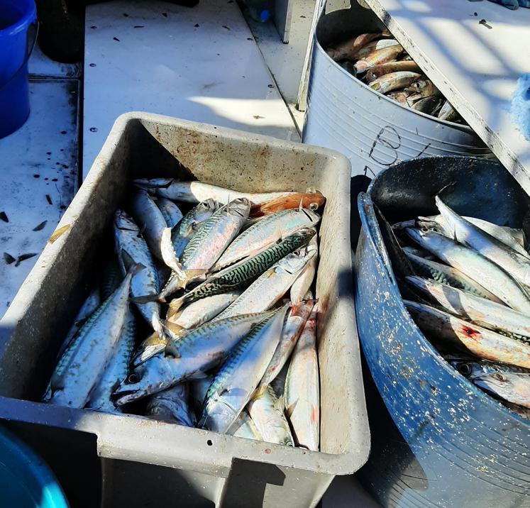 quota pêche maquereau