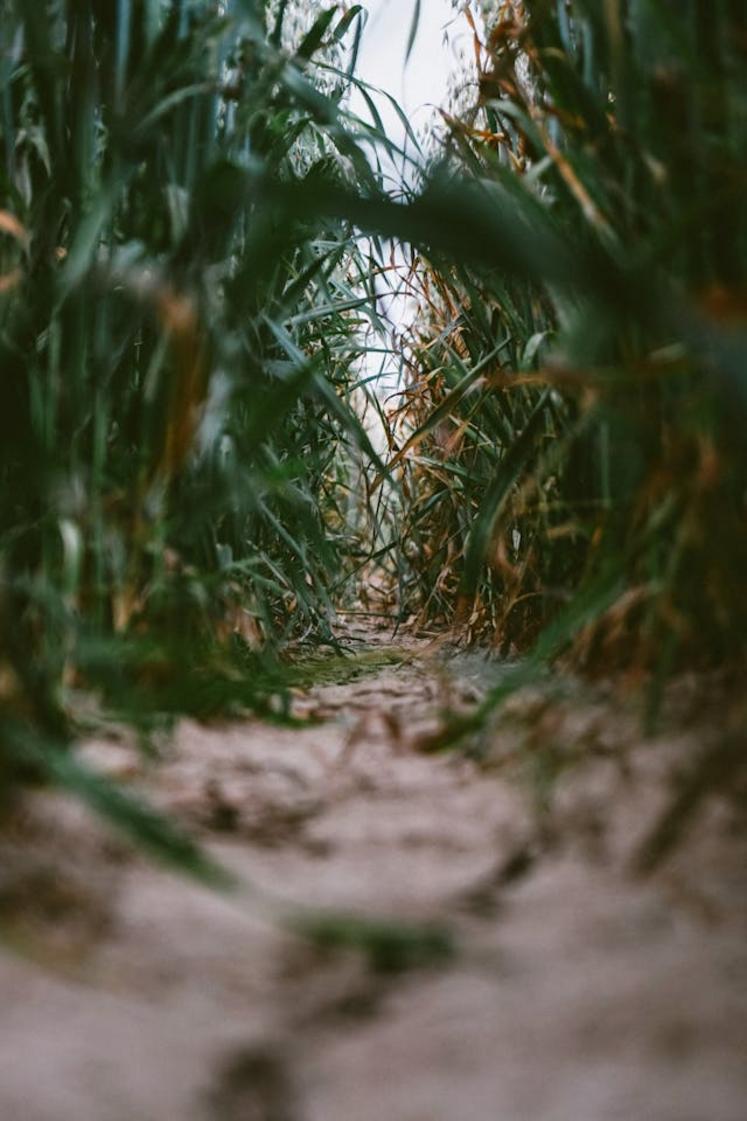 Bio en Hauts-de-France