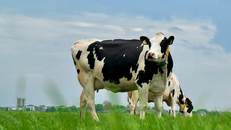 Perspectives agricoles