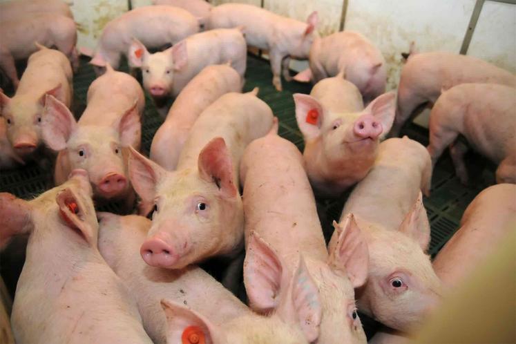 La France exporte des pièces boudées par les Français mais doit importer des pièces nobles, notamment des jambons. 