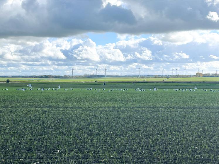 La FDSEA de la Somme poursuit son enquête pour estimer les éventuelles nuisances liées à la prolifération des mouettes et goélands dans la plaine picarde. 
