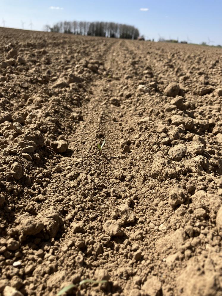 Betteraves au stade cotylédon.