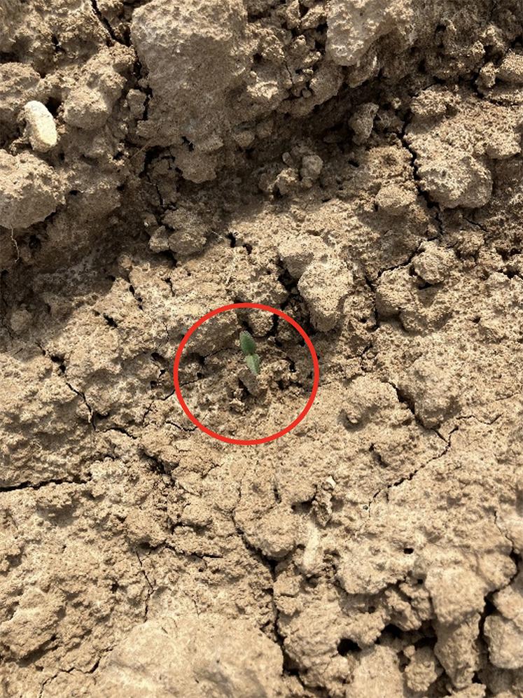 Présence d’un gaillet alors que  les betteraves sont «pointantes»  dans une parcelle de limon.