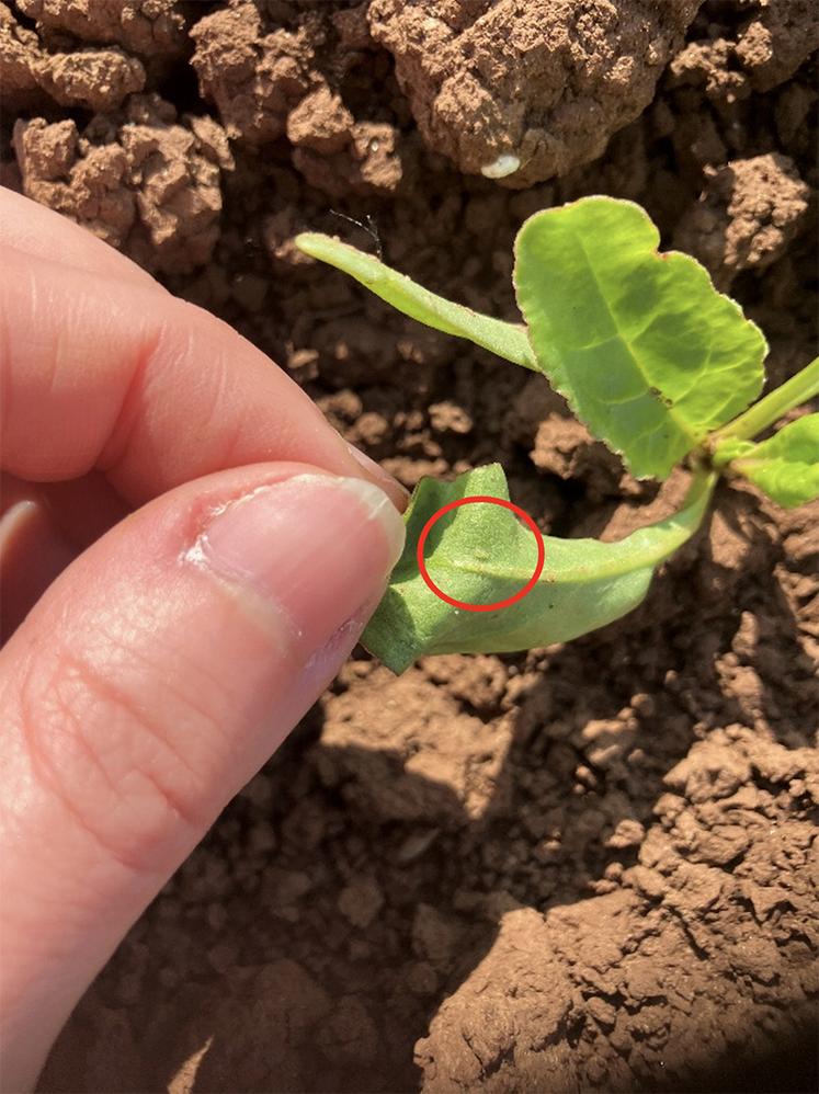 Présence de puceron vert aptère.