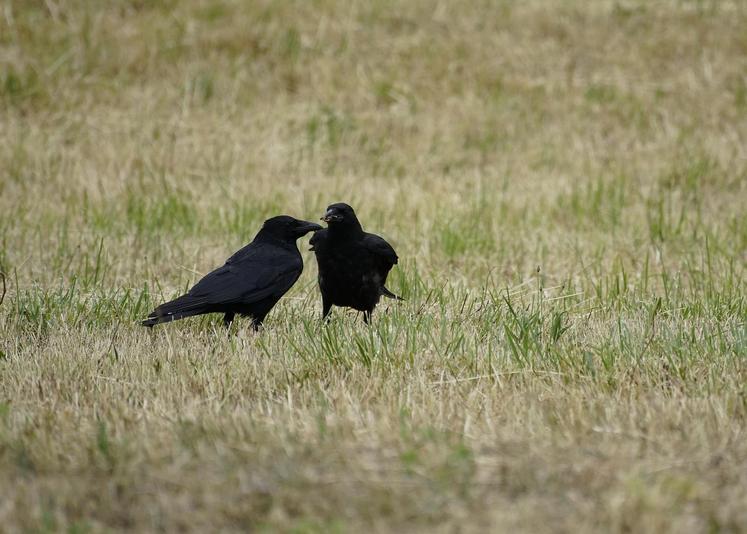 ESOD étude nuisibles Muséum faune sauvage