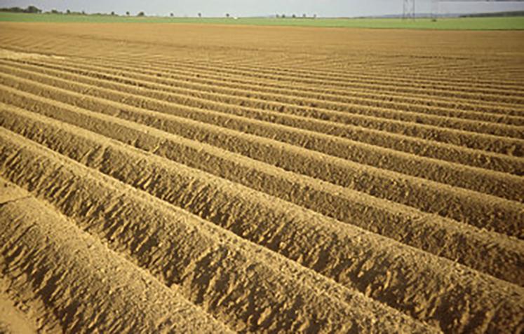 Selon le Groupement interprofessionnel pour la valorisation de la pomme de terre, la production nationale dépasse  cette année les 8 millions de tonnes, un niveau rarement atteint. 