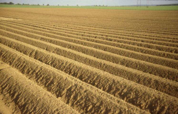 pommes de terre surplus excédent industrie GIPT