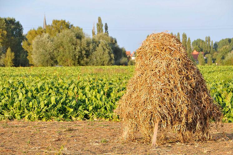 Lingot du Nord Légumes anciens