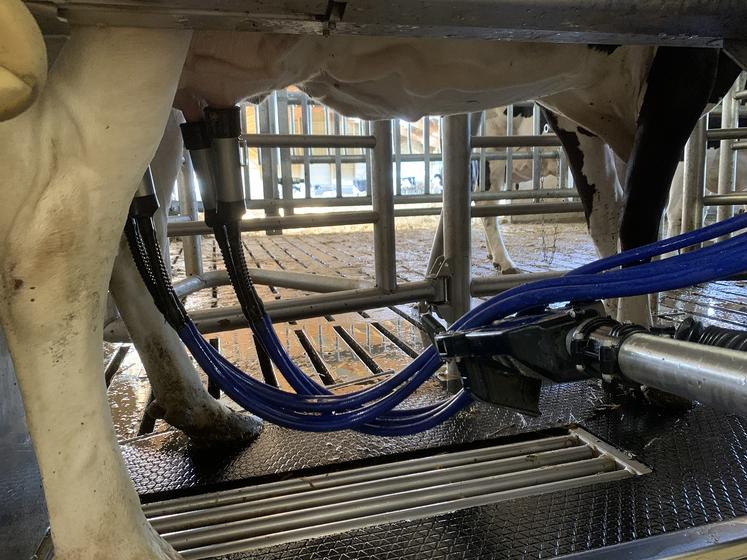 Gènes Diffusion visait une hausse de 250 kg de lait par vache grâce à la GHP. +385 kg sont finalement atteints, mais avec une baisse du TB. 