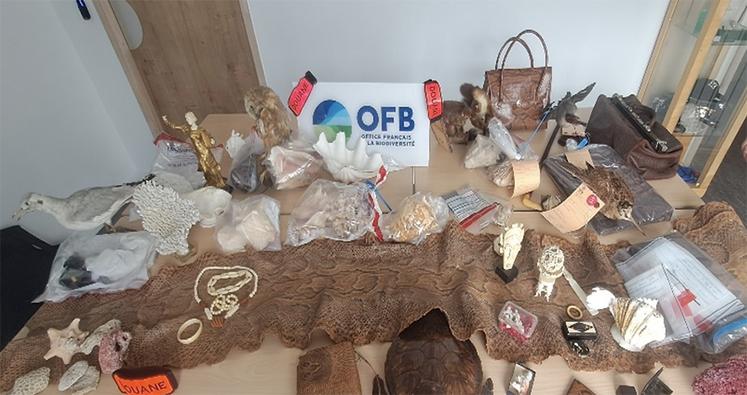 Le 29 mai 2025, un contrôle conjoint entre les inspecteurs de l’environnement  de l’OFB et les douaniers des brigades de Beauvais et de Nogent-sur-Oise a permis la saisie de 78 animaux protégés et parties d’animaux mis en vente illégalement lors de la Foire-aux-puces de Crèvecœur-le-Grand. 