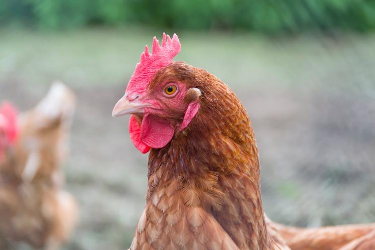 poules pondeuses livre