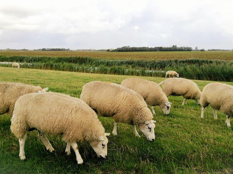 Les systèmes plein air et semi-bergerie présentent les meilleurs résultats économiques, du fait des charges alimentaires mieux maîtrisées. 