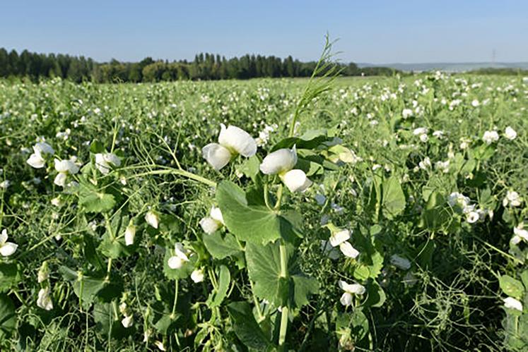 Avec un risque de gel qui diminue, un semis précoce des pois de conserve devrait être judicieux, pour esquiver  les stress thermiques au stade floraison et au remplissage. 