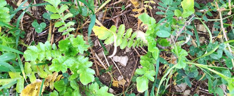 La stratégie des intercultures-pièges a été initiée par un collectif sur les plateaux de Bourgogne, puis testée dans d’autres territoires sur trois campagnes dans le cadre  du Plan d’action de sortie du phosmet. 