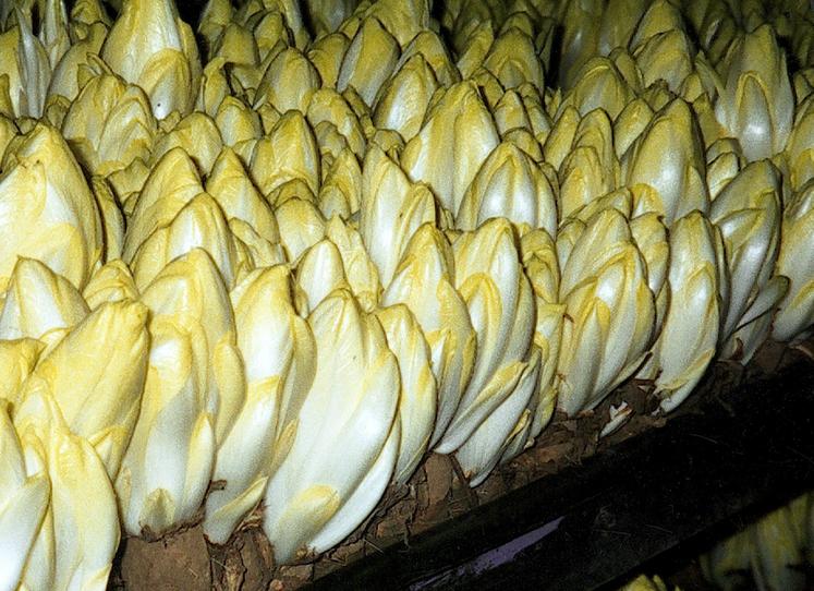 Avant sa mise en marché, chaque variété est testée pendant deux ans. 