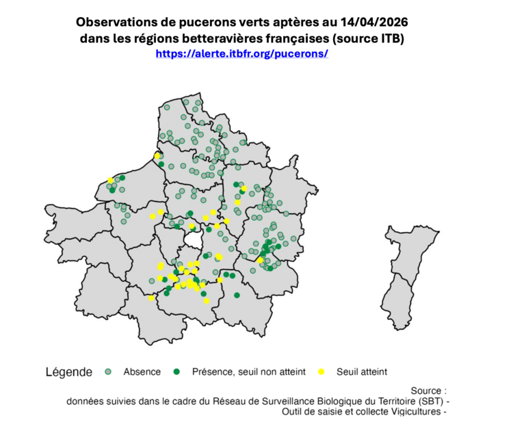 pucerons jaunisse betteraves sucre