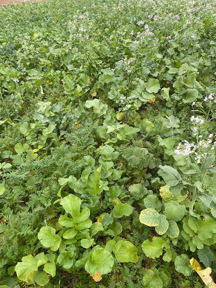 Les buttes et le double-couvert (ici, essais 2025) doivent permettre une meilleure implantation des betteraves au printemps. 