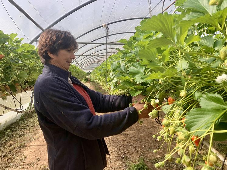 Isabelle Dumont vend toutes ses fraises en direct, à la ferme et aux marchés.  Un contact avec les clients qu’elle adore. 
