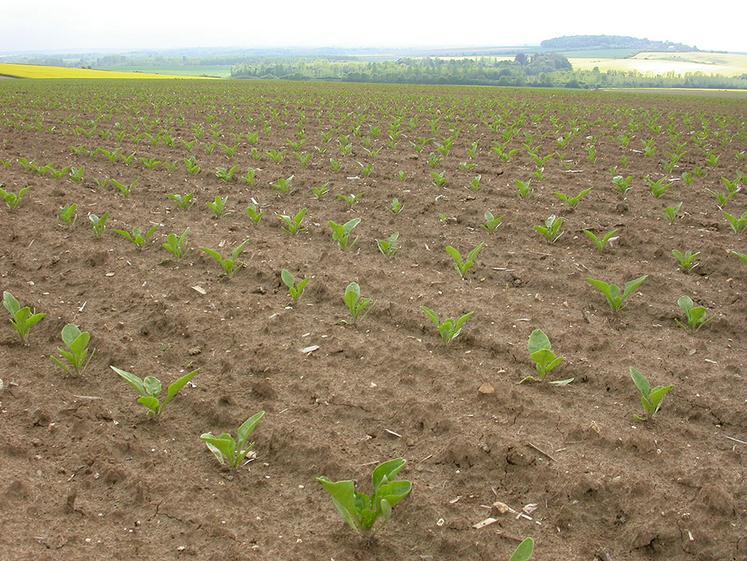 report acétamipride 