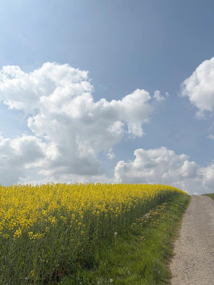 Si le conflit au Moyen-Orient venait à durer, le groupe Avril redoute une baisse de la production d’oléagineux. 