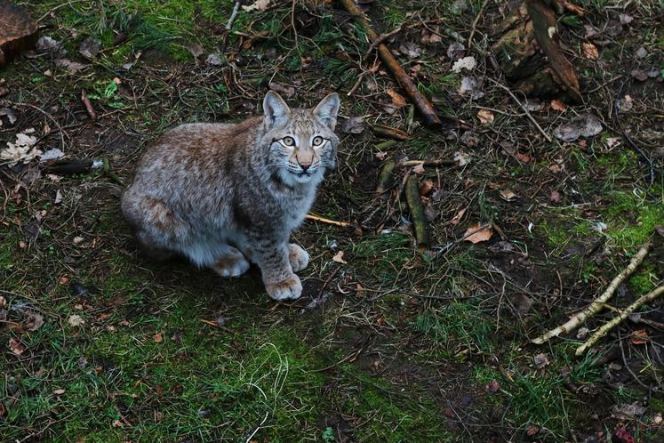 lâcher de lynx 